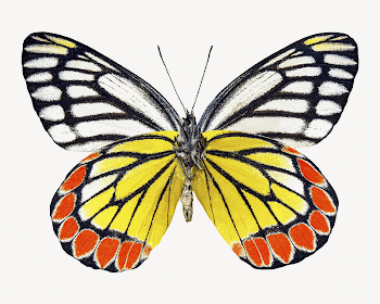 Butterfly insect,  animal design | Free Photo - rawpixel