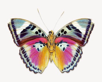 Butterfly insect, animal isolated design | Free Photo - rawpixel