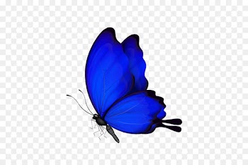 Butterfly Insect - blue butterfly 
