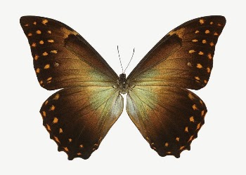 Butterfly insect collage element psd | Free PSD - rawpixel