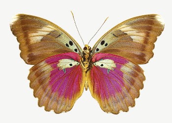 Butterfly insect collage element psd | Free PSD - rawpixel
