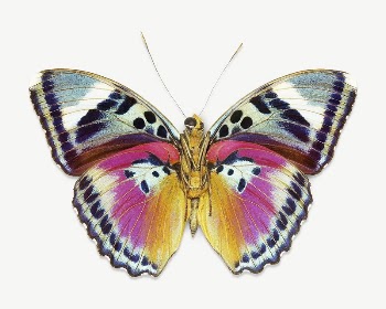 Butterfly insect collage element psd | Free PSD - rawpixel