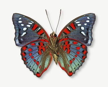 Butterfly insect collage element psd | Free PSD - rawpixel