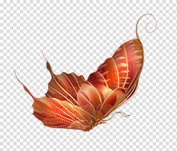 Butterfly Insect , Colorful butterfly transparent background PNG clipart