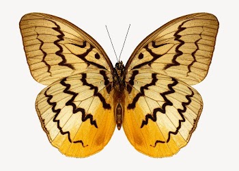 Butterfly insect isolated design | Free Photo - rawpixel