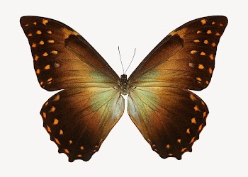 Butterfly insect isolated design | Free Photo - rawpixel