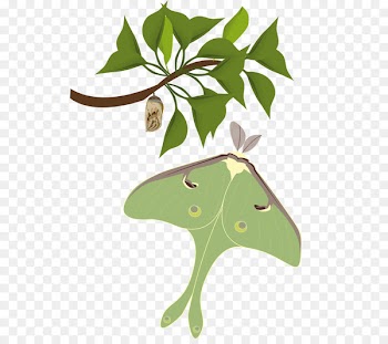 Butterfly Insect Luna Moth Atlas moth - ahlan bubble 