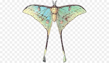 Butterfly Insect Luna Moth Comet moth - butterfly 