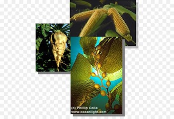 Butterfly, Insect, M 0d, Plant Pathology, Botany PNG