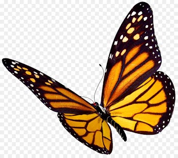 Butterfly, Insect, Monarch Butterfly International Traveler, Moths And Butterflies PNG
