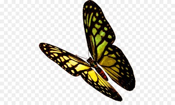 Butterfly, Insect, Monarch Butterfly, Moths And Butterflies PNG