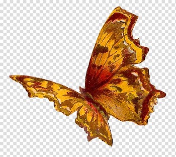 Butterfly Insect Moth Kallima inachus, watercolor butterfly transparent background PNG clipart