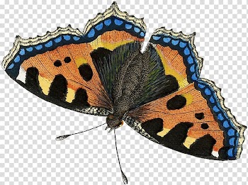 Butterfly Insect Moth Pollinator Nymphalidae, watercolor butterfly transparent background PNG clipart