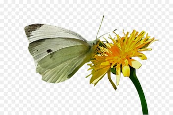 butterfly insect moths and butterflies cabbage butterfly colias