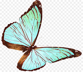 butterfly insect moths and butterflies pollinator brush-footed butterfly