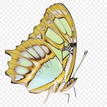 butterfly insect moths and butterflies pollinator brush-footed butterfly