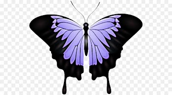 butterfly insect moths and butterflies purple violet