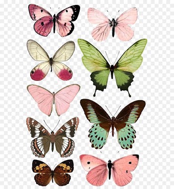Butterfly Insect Paper Moth Printing - A butterfly 