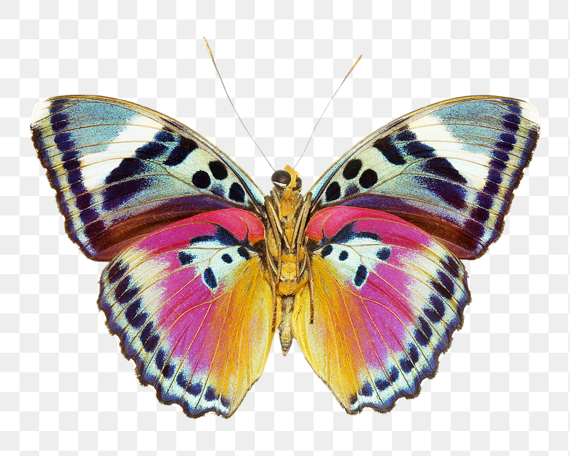 Butterfly insect png sticker, transparent | Free PNG - rawpixel