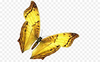 Butterfly Insect wing - Golden butterfly 