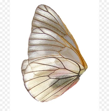 Butterfly Insect wing Insect wing - Fairy Wings HD PNG 