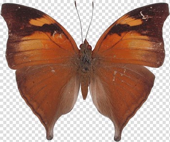 Butterfly Kallima inachus Doleschallia bisaltide Leaf, nymph transparent background PNG clipart
