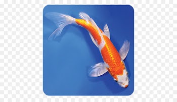 Butterfly Koi Bird Fish Koi pond - Bird 
