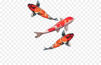 Butterfly Koi Goldfish Aquarium fish feed - fish 