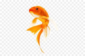 Butterfly Koi Goldfish Carp Koi pond - fish 