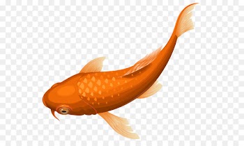 Butterfly Koi Goldfish Koi pond Clip art - koi 