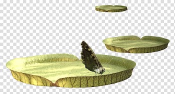 Butterfly Leaf Euclidean , Butterfly on leaves transparent background PNG clipart