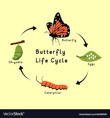 butterfly life cycle flat design