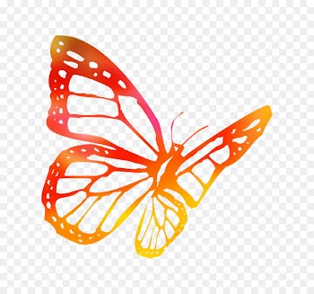 Butterfly Line Drawings Coloring book Image -  