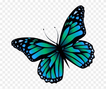 Butterfly Mariposa Monarch Monarca Nature Naturaleza - Butterfly