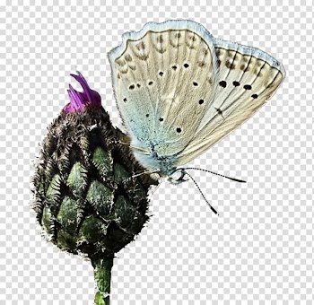 Butterfly Moth Amazing Butterflies Illustration, White Butterfly transparent background PNG clipart