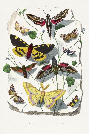Butterfly & moth painting by Paul | Free Photo Illustration - rawpixel