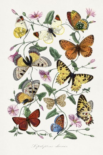 Butterfly & moth painting, Le | Free Photo Illustration - rawpixel