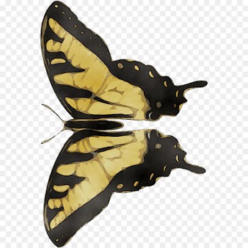 Butterfly Moth Shoe Product design -  