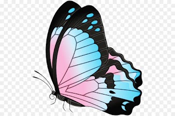 butterfly moths and butterflies insect clip art turquoise