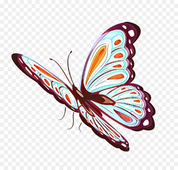 butterfly moths and butterflies insect wing pollinator
