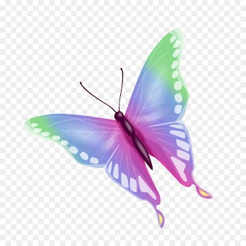 Butterfly Nymphalidae - Colorful butterfly image 