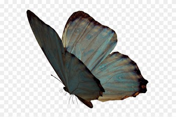 Butterfly Nymphalidae Papillon Dog Moth Lycaenidae - Butterfly Nymphalidae Papillon Dog Moth Lycaenidae