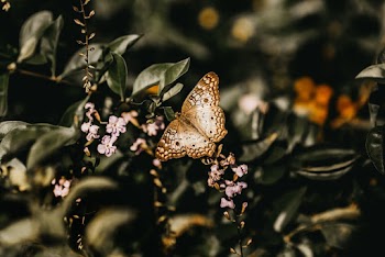 Butterfly On A Plant