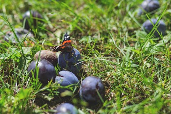 Butterfly on a plum