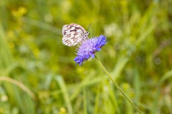 Butterfly on Flower