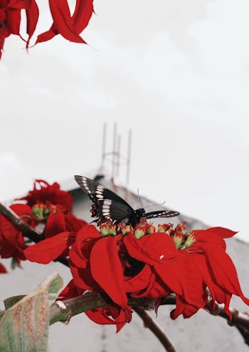 Butterfly on Flower Close-up Photography