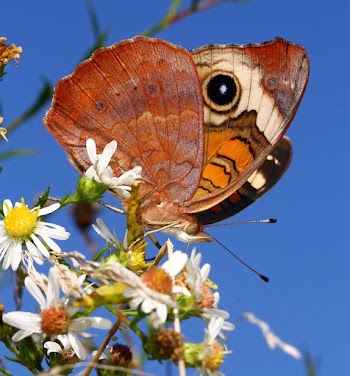 Butterfly on flower | Free Photo - rawpixel