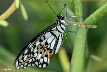 Butterfly on fresh green branch | Free  photo - 2260554