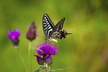 Butterfly on Pink Flower
