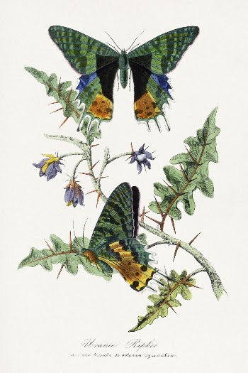 Butterfly painting, Le Jardin Des | Free Photo Illustration - rawpixel